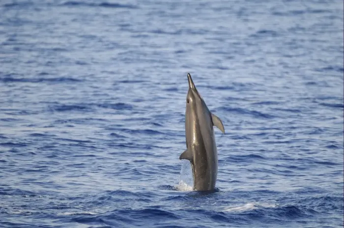 Framed Print : Spinner Dolphin (Stenella longirostris) adult, leaping out of water, Maldives, march Framed Print : Spinner Dolphin (Stenella longirostris) adult, leaping out of water, Maldives, march