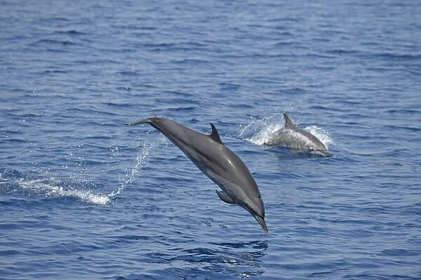 Spinner Dolphin (Stenella longirostris) two adults, leaping from sea, Bali, Lesser Sunda Islands, Indonesia, October