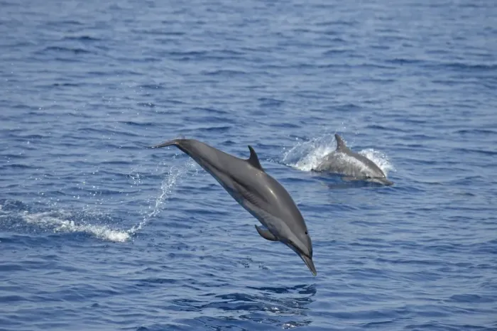 Framed Print : Spinner Dolphin (Stenella longirostris) two adults, leaping from sea, Bali, Lesser Sunda Islands, Indonesia, October Framed Print : Spinner Dolphin (Stenella longirostris) two adults, leaping from sea, Bali, Lesser Sunda Islands, Indonesia, October