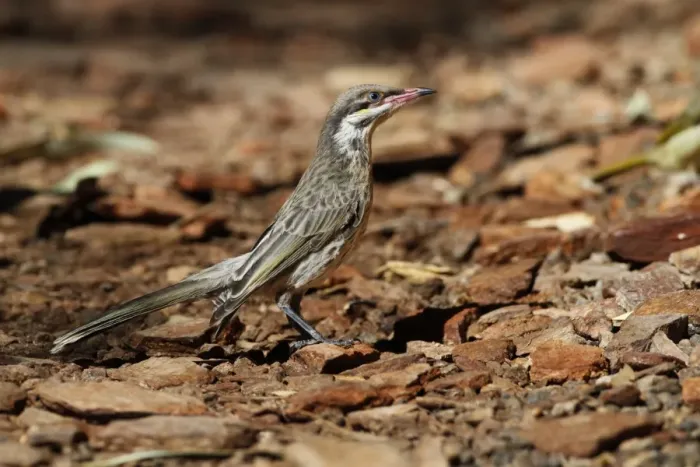 Framed Print : Spiny-cheeked Honeyeater (Acanthagenys rufogularis) adult, standing on ground, Ormiston Gorge, West MacDonnell N. P