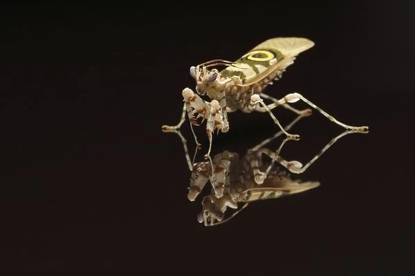 Spiny Flower Mantis (Pseudocreobotra wahlbergii) adult, standing on reflective surface (captive)
