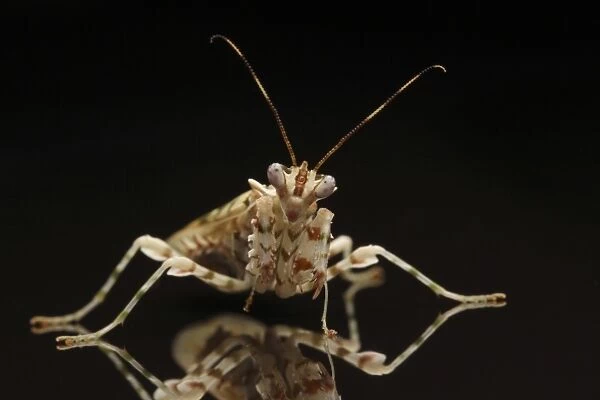 Spiny Flower Mantis (Pseudocreobotra wahlbergii) adult, standing on reflective surface (captive)