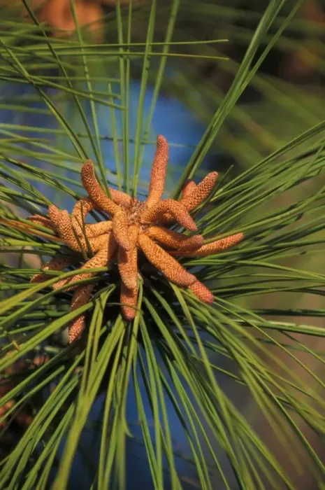 Framed Print : Splash Pine (Pinus elliottii) Male flower cluster