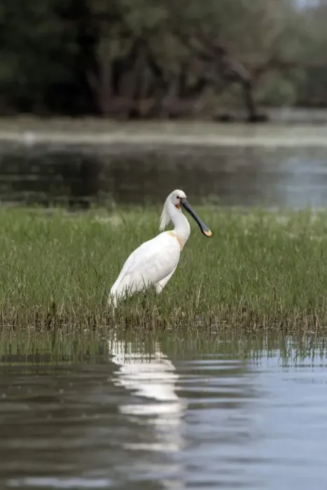 Framed Print : Spoonbill at Lake Kerkini, Northern Greece