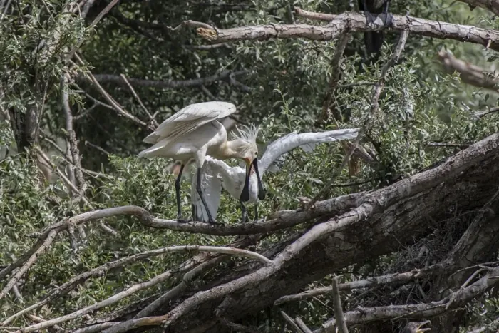 Framed Print : Spoonbill regurgitating food to young at Lake Kerkini, Greece Framed Print : Spoonbill regurgitating food to young at Lake Kerkini, Greece