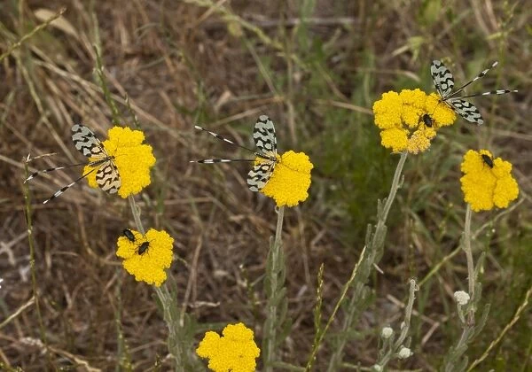 Spoonwing Lacewing (Nemoptera sinuata) three adults, feeding on achillea flowers, Bulgaria, June
