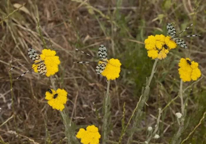 Framed Print : Spoonwing Lacewing (Nemoptera sinuata) three adults, feeding on achillea flowers, Bulgaria, June Framed Print : Spoonwing Lacewing (Nemoptera sinuata) three adults, feeding on achillea flowers, Bulgaria, June