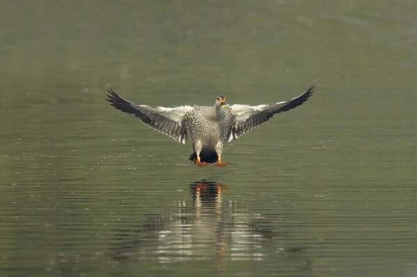 Spot-billed Duck (Anas poecilorhyncha poecilorhyncha) adult male, in flight, landing on water, Keoladeo Ghana N. P