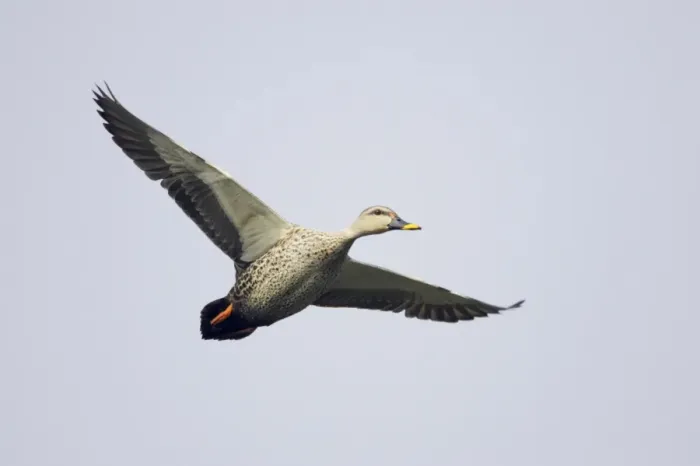 Framed Print : Spot-billed Duck (Anas poecilorhyncha poecilorhyncha) adult male, in flight, Keoladeo Ghana N. P Framed Print : Spot-billed Duck (Anas poecilorhyncha poecilorhyncha) adult male, in flight, Keoladeo Ghana N. P