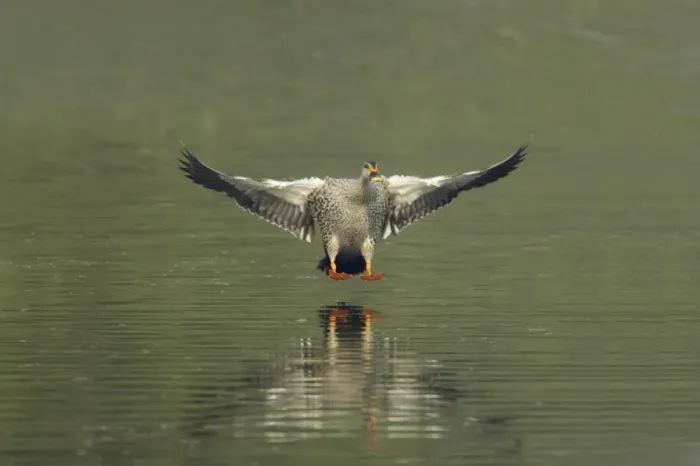 Framed Print : Spot-billed Duck (Anas poecilorhyncha poecilorhyncha) adult male, in flight, landing on water, Keoladeo Ghana N. P