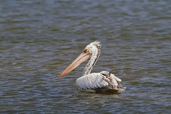 Framed Print : Spot-billed Pelican (Pelecanus philippensis) adult, swimming, Yala N. P. Sri Lanka, February