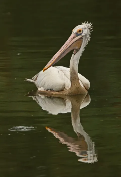 Framed Print : Spot-billed Pelican (Pelecanus philippensis) adult, swimming on lake, Colombo, Sri Lanka, november Framed Print : Spot-billed Pelican (Pelecanus philippensis) adult, swimming on lake, Colombo, Sri Lanka, november