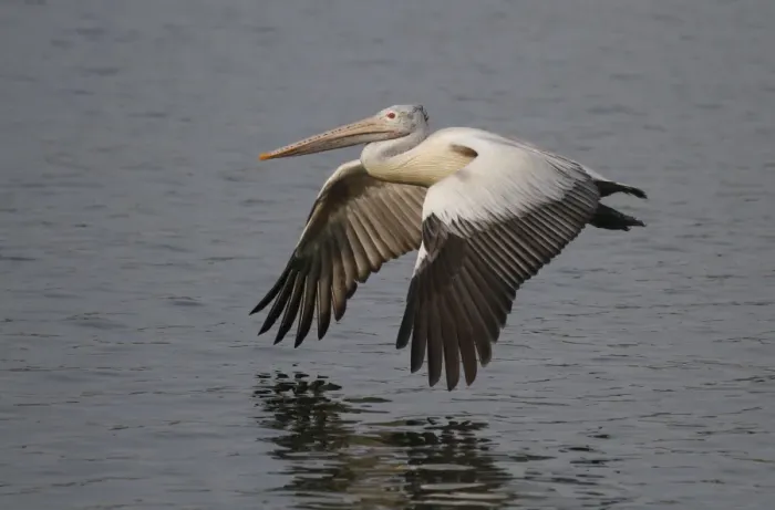 Framed Print : Spot-billed Pelican (Pelecanus philippensis) adult, in low flight over water, Sri Lanka Framed Print : Spot-billed Pelican (Pelecanus philippensis) adult, in low flight over water, Sri Lanka