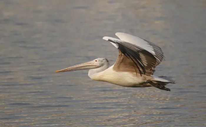 Framed Print : Spot-billed Pelican (Pelecanus philippensis) adult, in low flight over water, Sri Lanka Framed Print : Spot-billed Pelican (Pelecanus philippensis) adult, in low flight over water, Sri Lanka