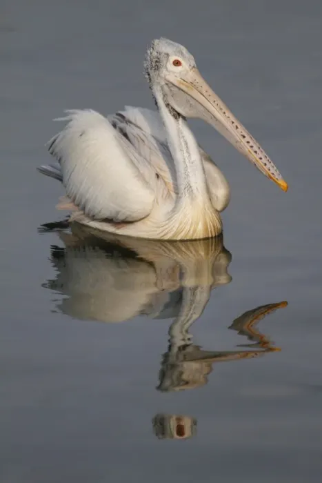 Framed Print : Spot-billed Pelican (Pelecanus philippensis) adult, swimming on water with reflection, Sri Lanka Framed Print : Spot-billed Pelican (Pelecanus philippensis) adult, swimming on water with reflection, Sri Lanka