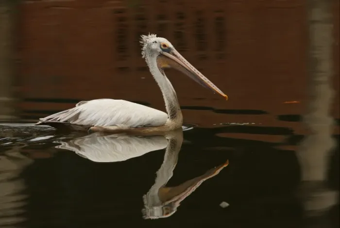 Framed Print : Spot-billed Pelican (Pelecanus philippensis) adult, swimming on lake, Colombo, Sri Lanka, november Framed Print : Spot-billed Pelican (Pelecanus philippensis) adult, swimming on lake, Colombo, Sri Lanka, november