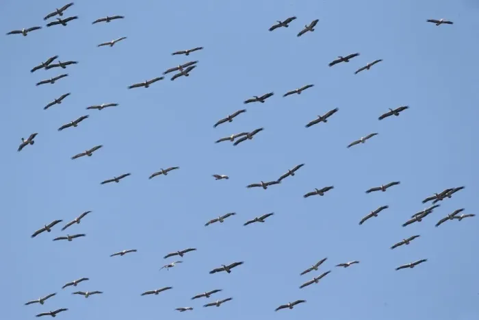 Framed Print : Spot-billed Pelican (Pelecanus philippensis) flock, in flight, soaring on thermals, Ang Trapaeng Thmor, Cambodia