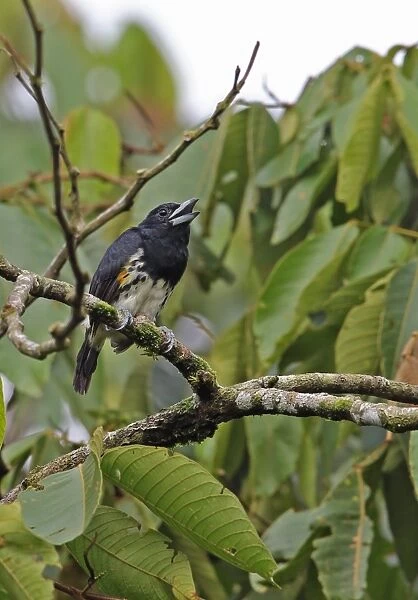 Spot-crowned Barbet (Capito maculicoronatus maculicoronatus) adult female, calling, perched on branch, El Valle
