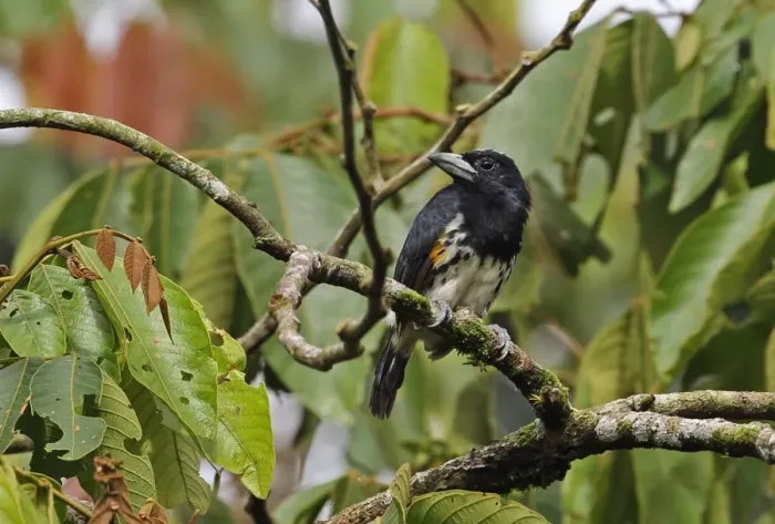 Framed Print : Spot-crowned Barbet (Capito maculicoronatus maculicoronatus) adult female, perched on branch, El Valle, Panama Framed Print : Spot-crowned Barbet (Capito maculicoronatus maculicoronatus) adult female, perched on branch, El Valle, Panama