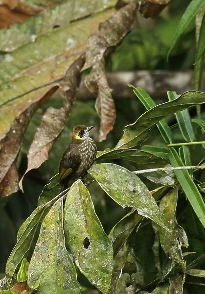 Spot-necked Bulbul (Pycnonotus tympanistrigus) adult, perched on twig, Kerinci Seblat N. P