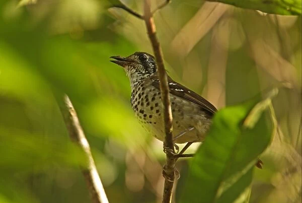 Spot-winged Thrush (Zoothera spiloptera) adult male, singing, perched on twig, Sinharaja Forest N. P. Sri Lanka, december
