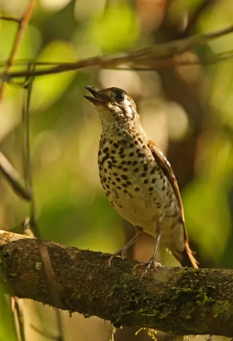 Framed Print : Spot-winged Thrush (Zoothera spiloptera) adult male, singing, perched on twig, Sinharaja Forest N. P