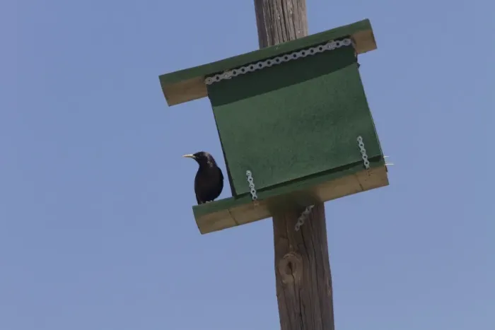 Framed Print : Spotless Starling by nesting box. Spain Framed Print : Spotless Starling by nesting box. Spain