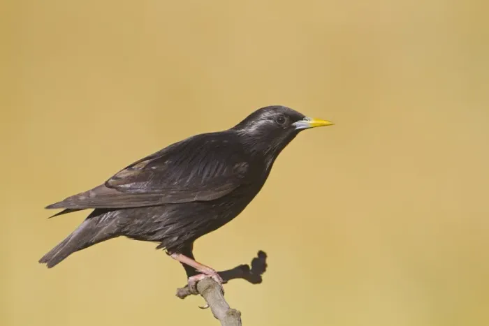 Framed Print : Spotless Starling (Sturnus unicolor) adult, perched on twig, Spain, may Framed Print : Spotless Starling (Sturnus unicolor) adult, perched on twig, Spain, may