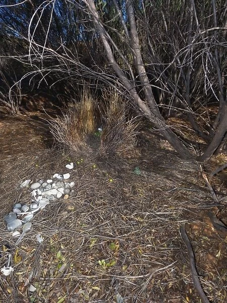 Spotted Bowerbird (Ptilonorhynchus maculatus) bower structure decorated with white shells and plastic, Ormiston Gorge