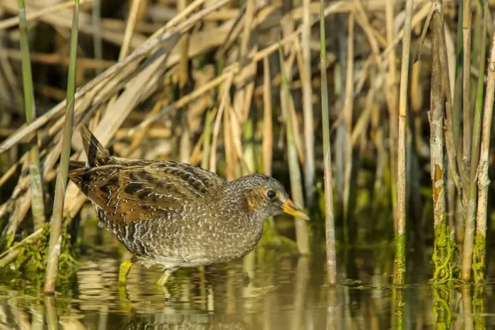 Framed Print : Spotted Crake (Porzana porzana) adult, foraging in shallow water, Casei Gerola, Pavia Province, Lombardy, Italy, March Framed Print : Spotted Crake (Porzana porzana) adult, foraging in shallow water, Casei Gerola, Pavia Province, Lombardy, Italy, March