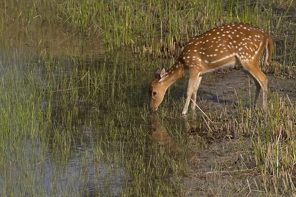 Spotted Deer (Axis axis) adult female, drinking at waterhole, Sundarbans, Ganges Delta, West Bengal, India, March