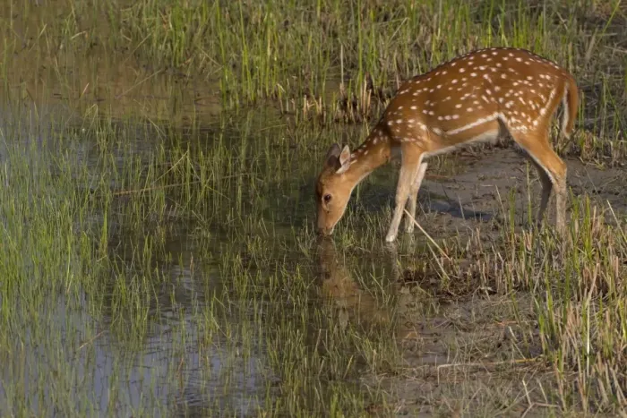 Framed Print : Spotted Deer (Axis axis) adult female, drinking at waterhole, Sundarbans, Ganges Delta, West Bengal, India, March Framed Print : Spotted Deer (Axis axis) adult female, drinking at waterhole, Sundarbans, Ganges Delta, West Bengal, India, March