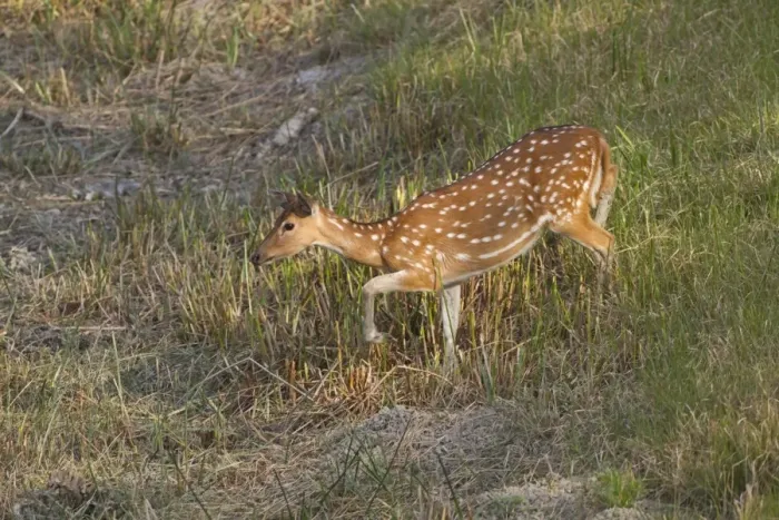 Framed Print : Spotted Deer (Axis axis) adult female, approaching waterhole, Sundarbans, Ganges Delta, West Bengal, India, March Framed Print : Spotted Deer (Axis axis) adult female, approaching waterhole, Sundarbans, Ganges Delta, West Bengal, India, March