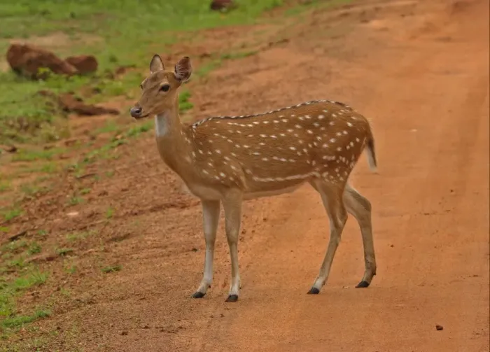 Framed Print : Spotted Deer (Axis axis) adult female, standing on track, Yala N. P. Sri Lanka, december Framed Print : Spotted Deer (Axis axis) adult female, standing on track, Yala N. P. Sri Lanka, december