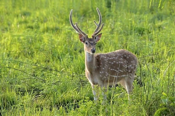 Spotted Deer (Axis axis) adult male, with antlers in velvet, standing in grassland at dawn, Jim Corbett N. P