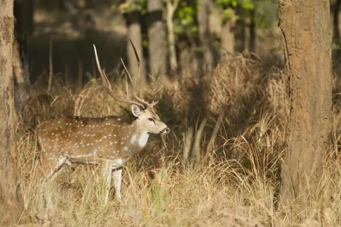 Framed Print : Spotted Deer (Axis axis) adult male, standing in forest, Bandhavgarh N. P. Madhya Pradesh, India Framed Print : Spotted Deer (Axis axis) adult male, standing in forest, Bandhavgarh N. P. Madhya Pradesh, India