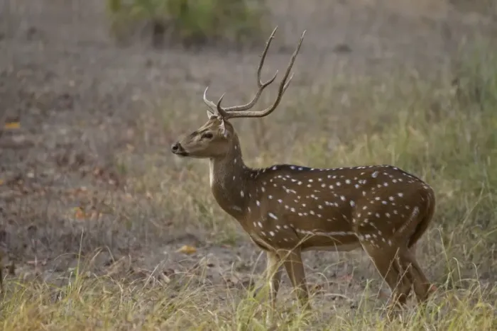 Framed Print : Spotted Deer (Axis axis) adult male, standing in grass, Kanha N. P. Madhya Pradesh, India Framed Print : Spotted Deer (Axis axis) adult male, standing in grass, Kanha N. P. Madhya Pradesh, India