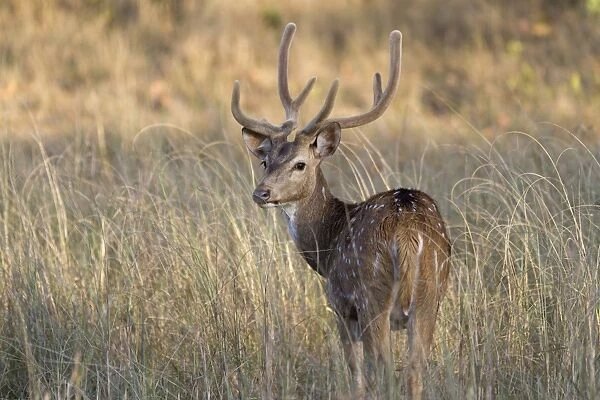 Spotted Deer (Axis axis) adult male, with antlers in velvet, looking over shoulder, standing in grass, Kanha N. P