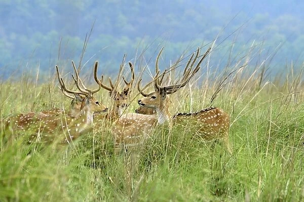 Spotted Deer (Axis axis) five adult males, with antlers in velvet, standing in grassland, Jim Corbett N. P