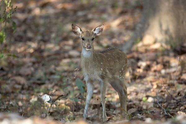 Spotted Deer (Axis axis) young, standing in forest, Kanha N. P. Madhya Pradesh, India, March