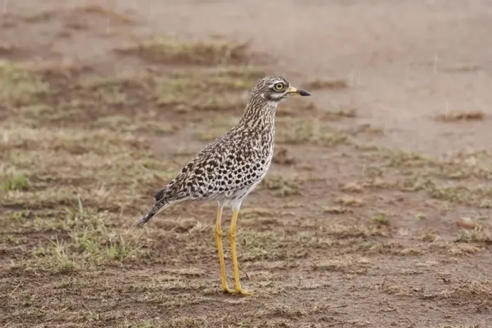 Framed Print : Spotted Dikkop (Burhinus capensis) adult, standing on plain during rainfall, Masai Mara, Kenya, November