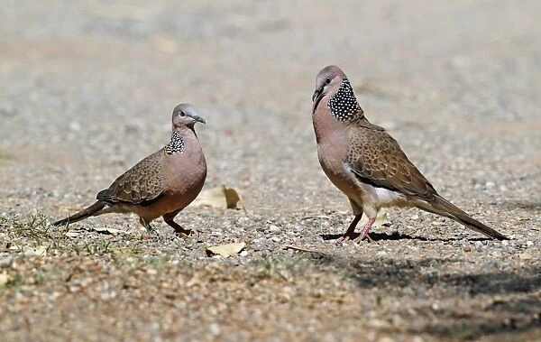 Spotted Dove (Spilopelia chinensis) introduced species, adult pair, male in courtship display to female, Cairns