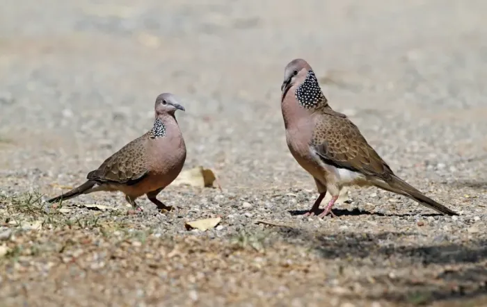 Framed Print : Spotted Dove (Spilopelia chinensis) introduced species, adult pair, male in courtship display to female, Cairns Framed Print : Spotted Dove (Spilopelia chinensis) introduced species, adult pair, male in courtship display to female, Cairns