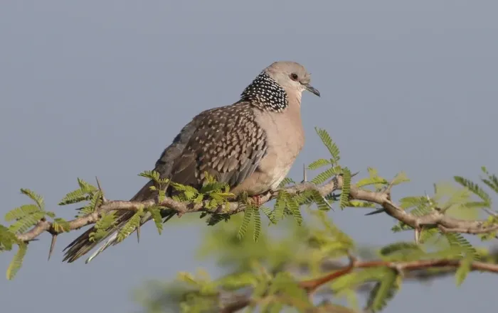 Framed Print : Spotted Dove (Streptopelia chinensis) adult, perched on acacia branch, Sri Lanka