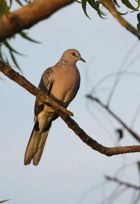 Framed Print : Spotted Dove (Streptopelia chinensis ceylonensis) endemic race, adult, perched on branch, Sri Lanka, december Framed Print : Spotted Dove (Streptopelia chinensis ceylonensis) endemic race, adult, perched on branch, Sri Lanka, december