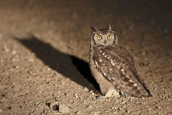 Spotted Eagle-owl (Bubo africanus) adult, standing on ground, spotlit at night, Kgalagadi Transfrontier Park