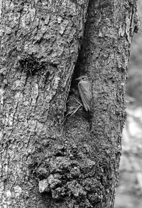 Framed Print : Spotted Flycatcher - Doldlowlod Wales, 1938 Framed Print : Spotted Flycatcher - Doldlowlod Wales, 1938