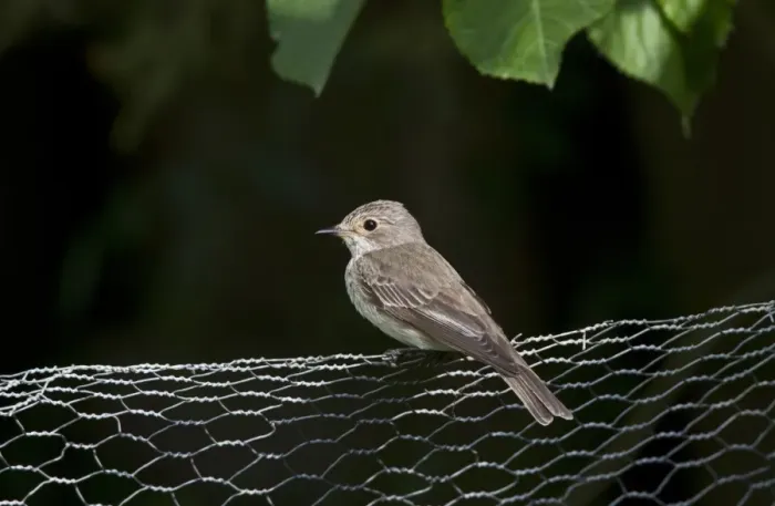 Framed Print : Spotted Flycatcher on garden wire fence Framed Print : Spotted Flycatcher on garden wire fence