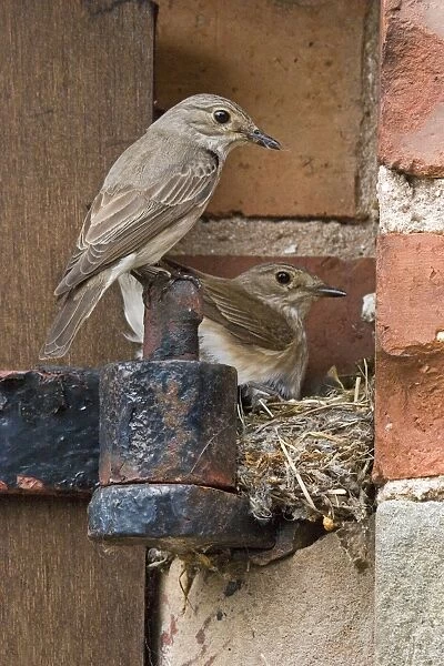 Spotted Flycatcher (Muscicapa striata) adult pair, at nest with chicks, nest behind hinge on barn door, England, june