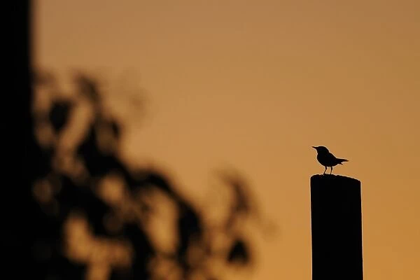 Spotted Flycatcher (Muscicapa striata) silhouetted at sunset, perched on post, Italy, august